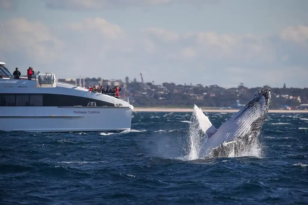 Discovery Whale Watching Cruise - Sydney