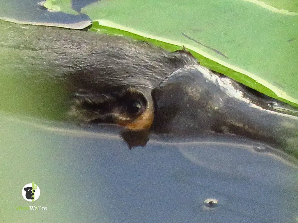 Platypus Walk - Byron Bay