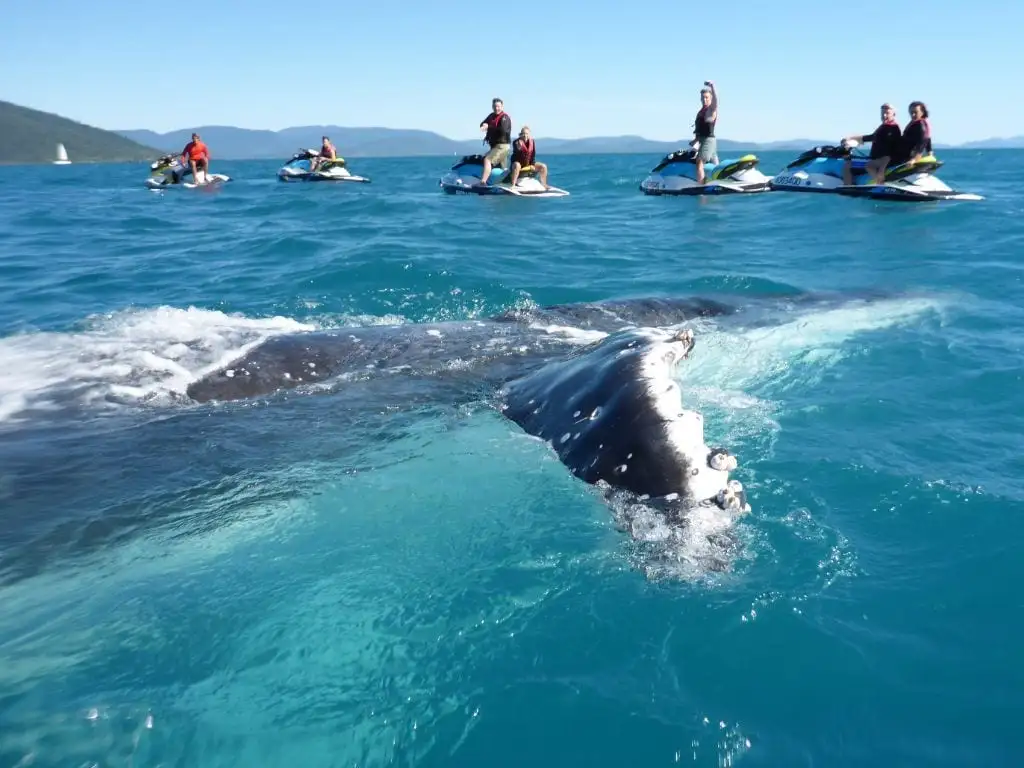 Whitsunday Jetski Tours - Airlie Adventure