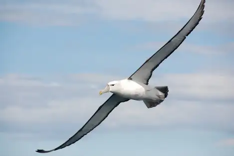 Port Phillip Bay Wildlife Adventure Cruise