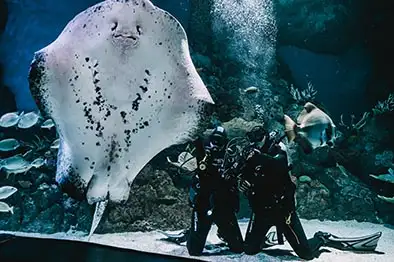 Dive With The Sharks at Cairns Aquarium