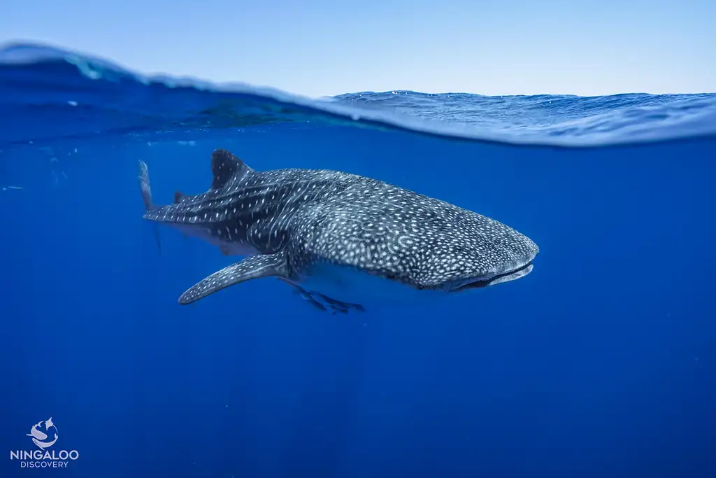 Ningaloo Whale Shark Swim & Eco Tour On A Catamaran (Aug-Oct) | From Exmouth