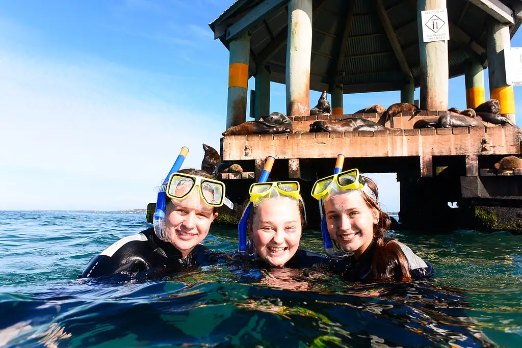 Great Reef Snorkel Tour - Swim with Dolphins and Seals