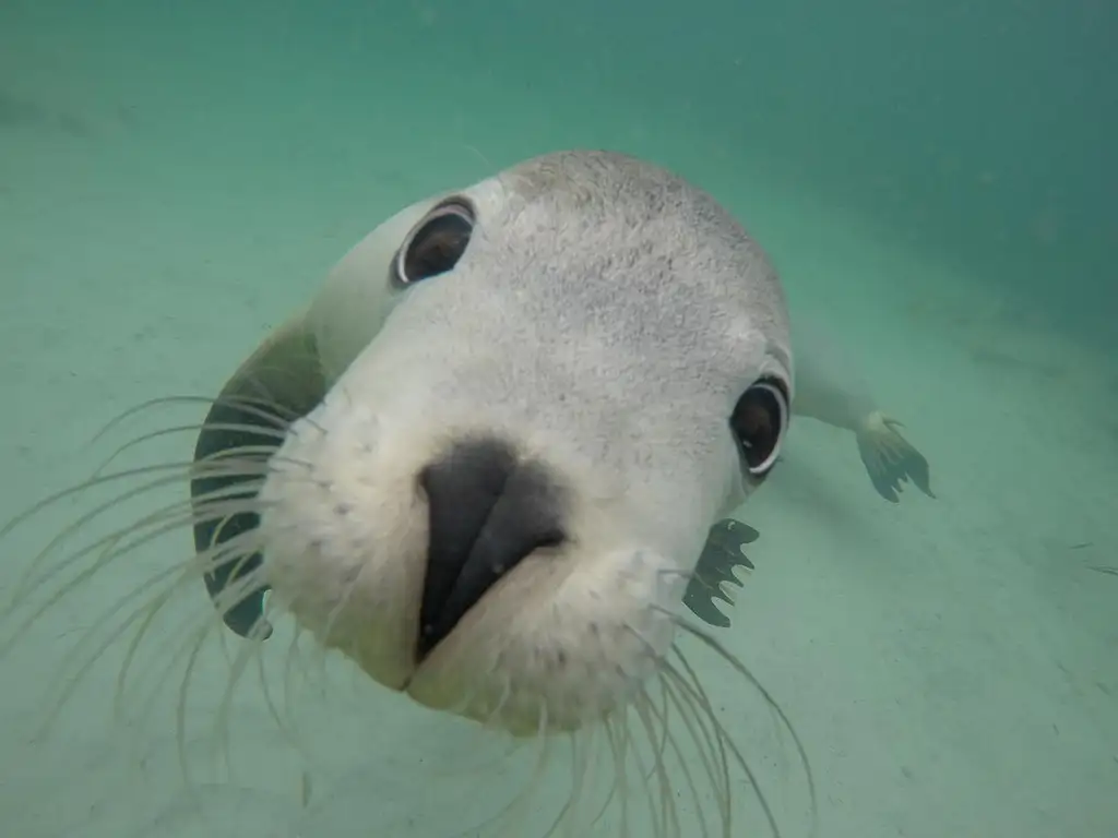 Swim with the Sea Lions - Port Lincoln