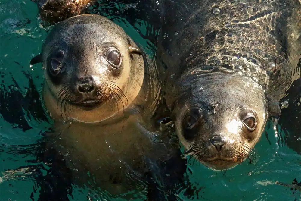 Phillip Island Seal Watching Cruise