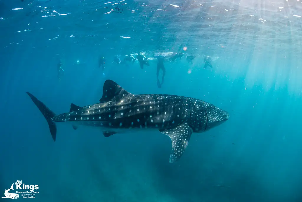 Whale Shark Snorkelling Adventure Tour (March-July) | Departing Exmouth