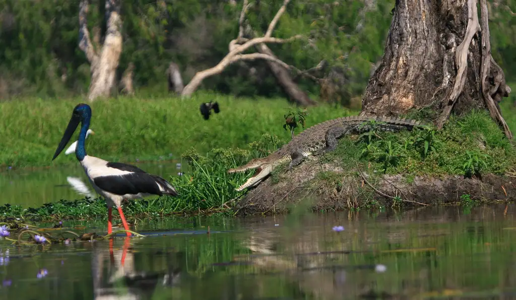 Darwin Wetland Experience