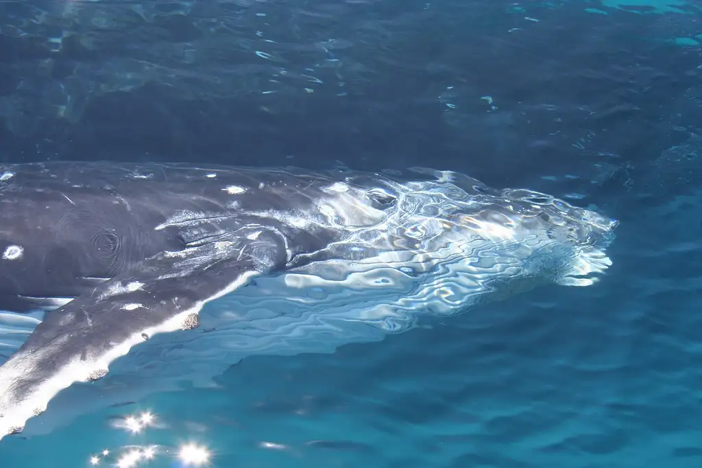 VIP Brisbane Whale Watching Adventure | Departing Redcliffe