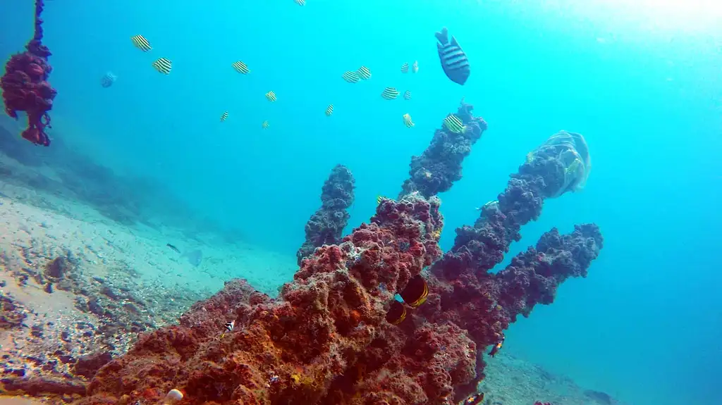 Gold Coast Single Dive