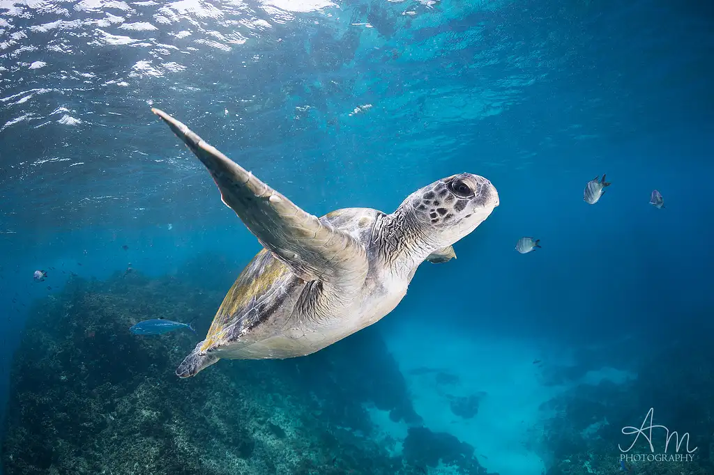 Snorkel Tour Of Julian Rocks Marine Reserve