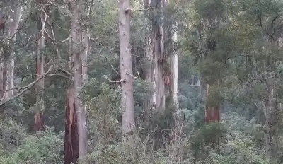 Dandenong Ranges Tour