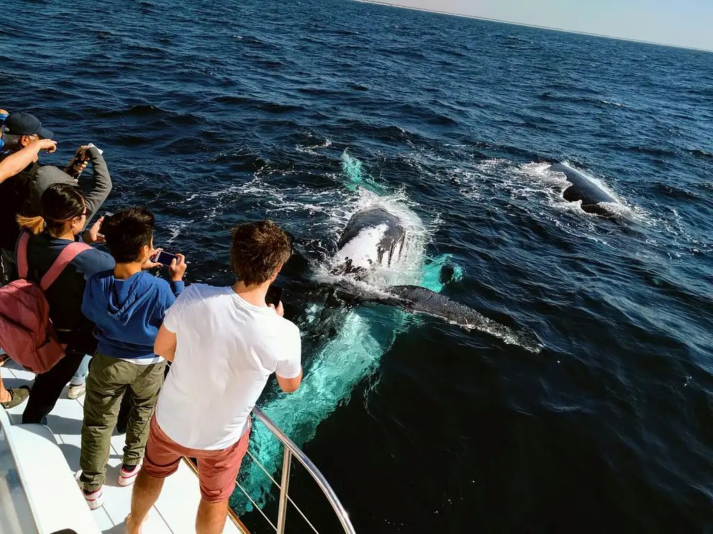 Gold Coast Whale Watching Cruise