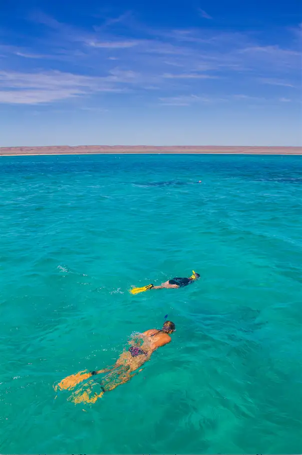 Ningaloo Whale Shark Swim & Eco Tour On A Catamaran (Aug-Oct) | Departing Exmouth