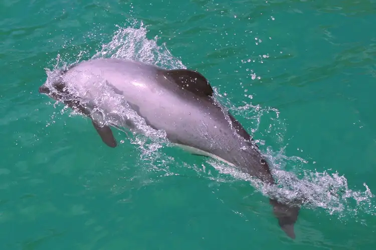 Akaroa Harbour Nature Cruise | 2 Hours