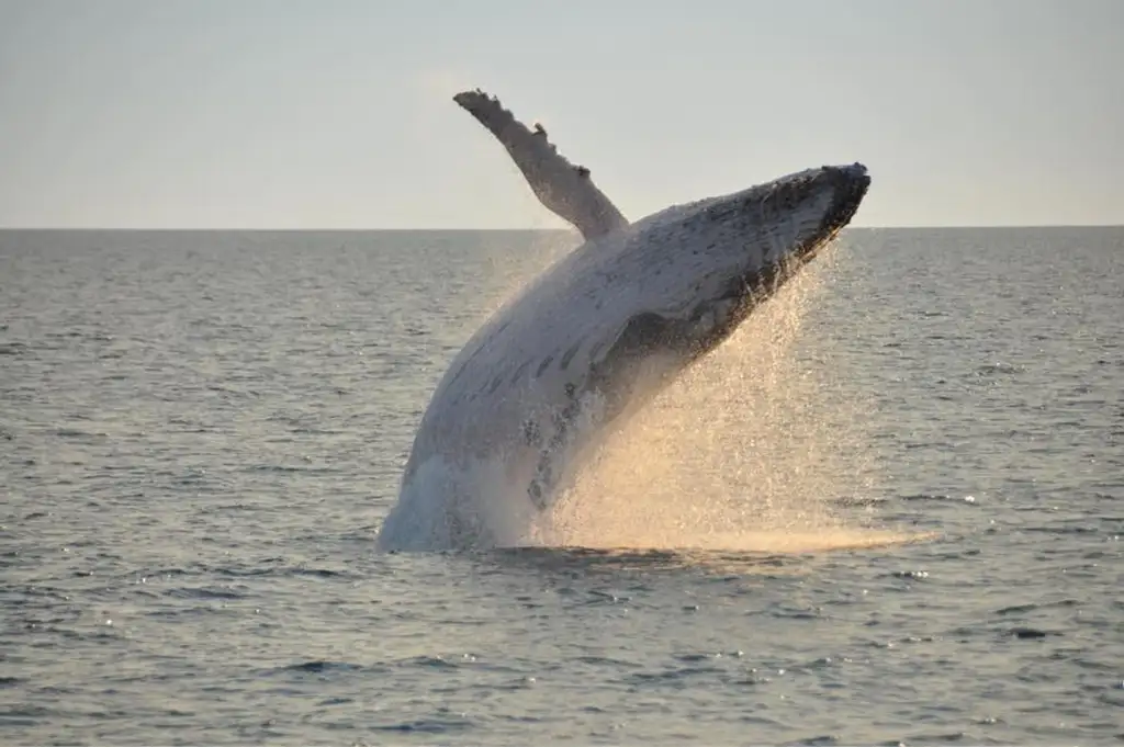 Whale Watching & Sunset Cruise | Broome