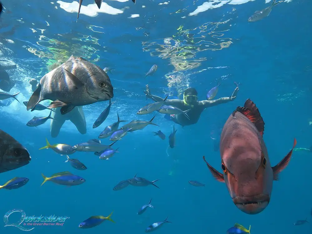 Quicksilver Outer Great Barrier Reef Cruise from Port Douglas