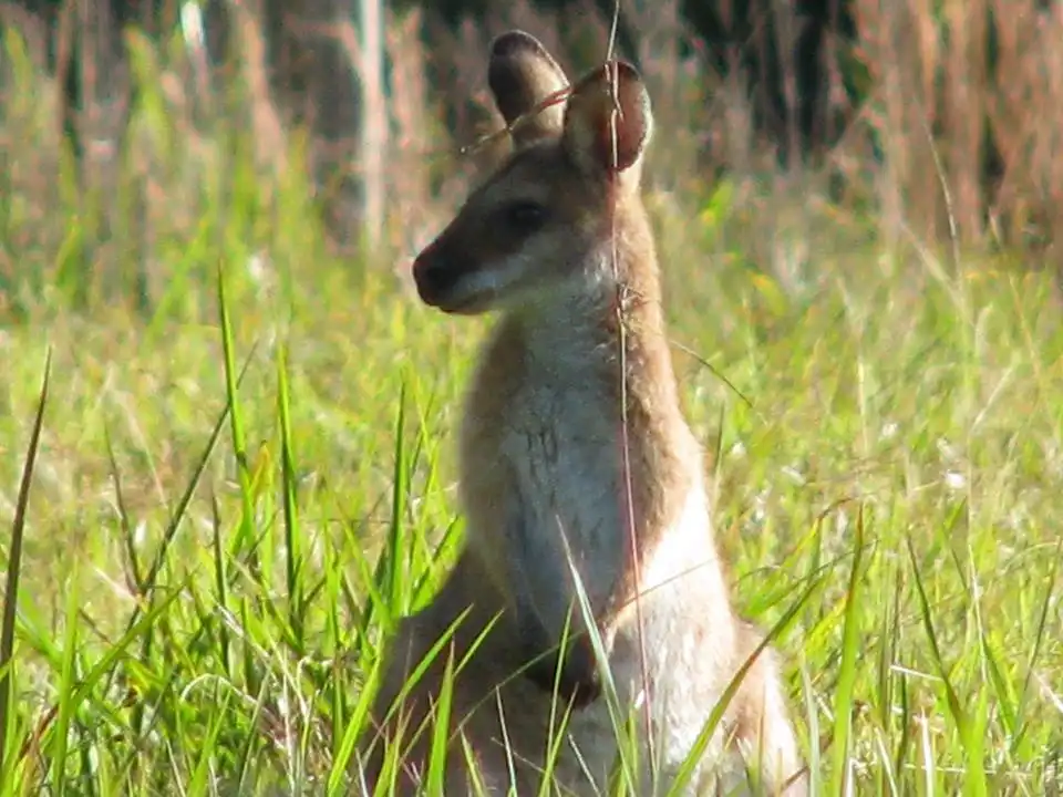 Byron Bay Wildlife Safari