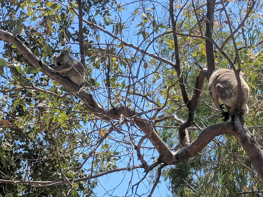 Magnetic Island Highlights Tour