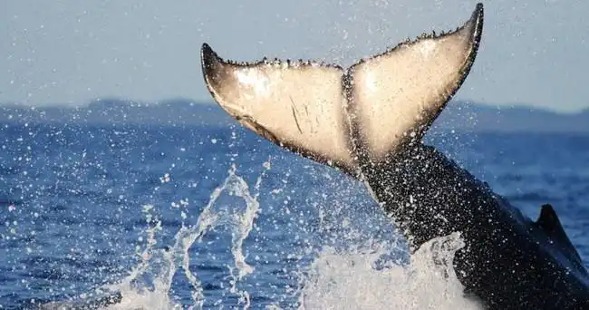 Hervey Bay Ultimate Whale Watch - Small Group EcoTour