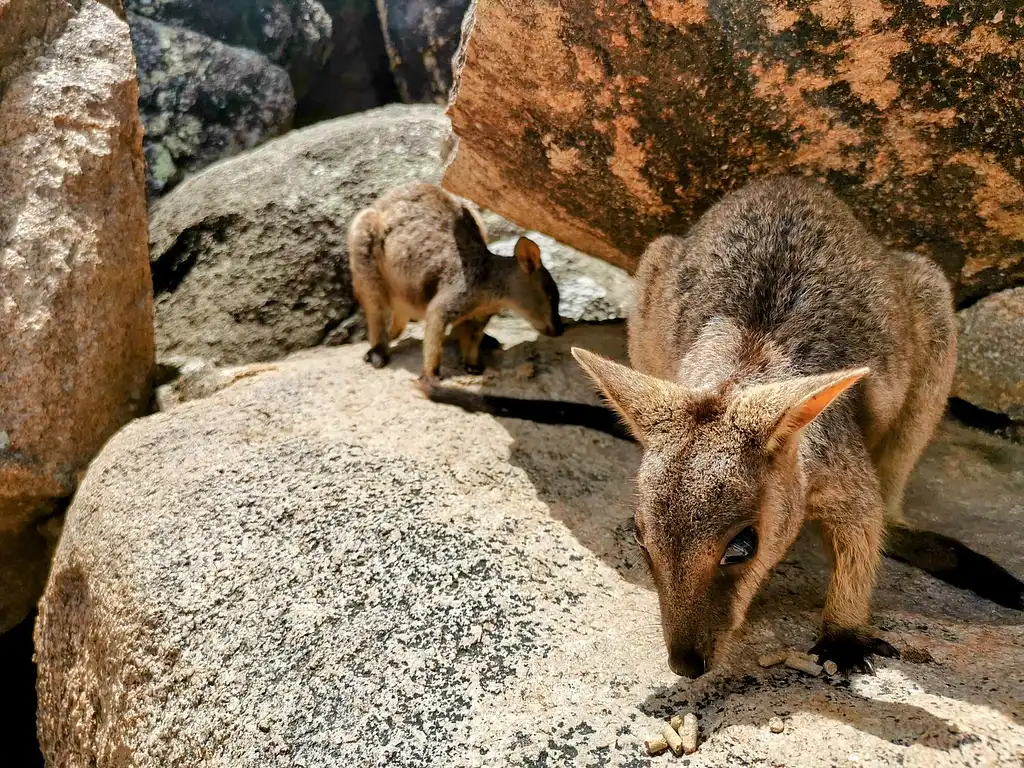 Full Day Magnetic Island Tour | Best Maggie Island Tours