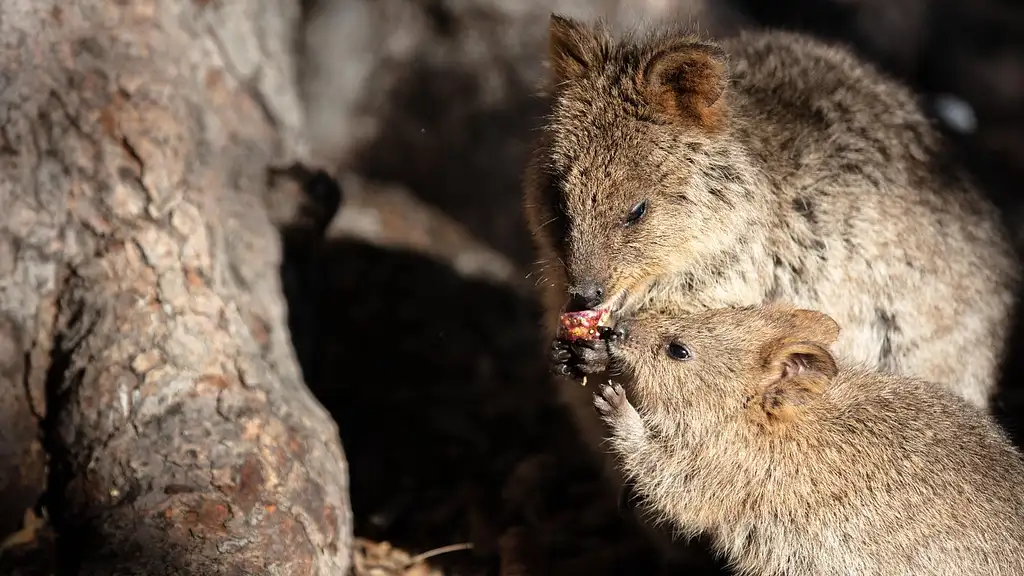 Rottnest Island Grand Tour | Lunch Included