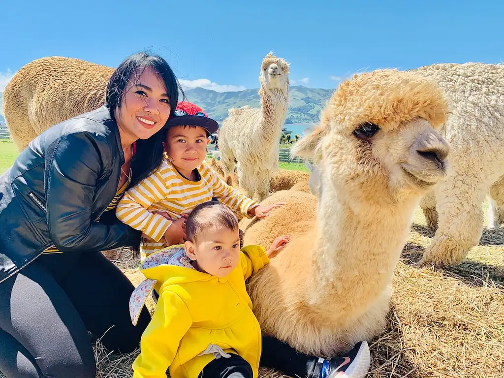 Shamarra Alpaca Farm Tour Akaroa | New Zealand