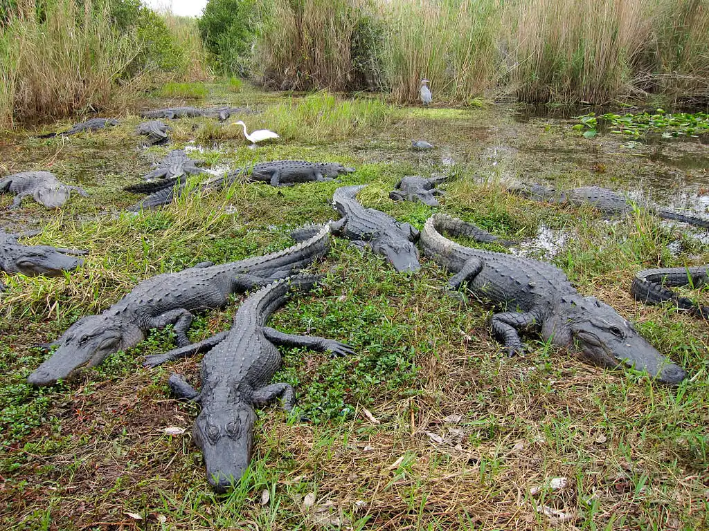 Everglades Airboat & Wildlife Show