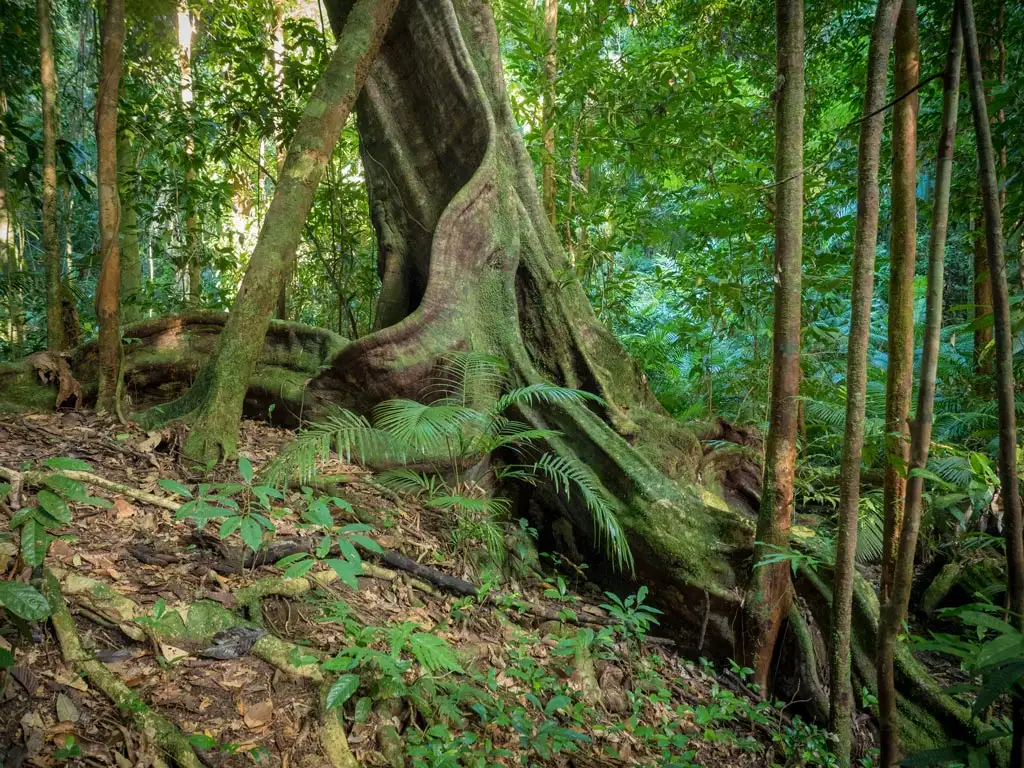 Exclusive Daintree Rainforest Private Tour