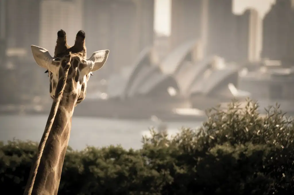 Hop On Hop Off Sydney Harbour Ferry Pass & Taronga Zoo Entry