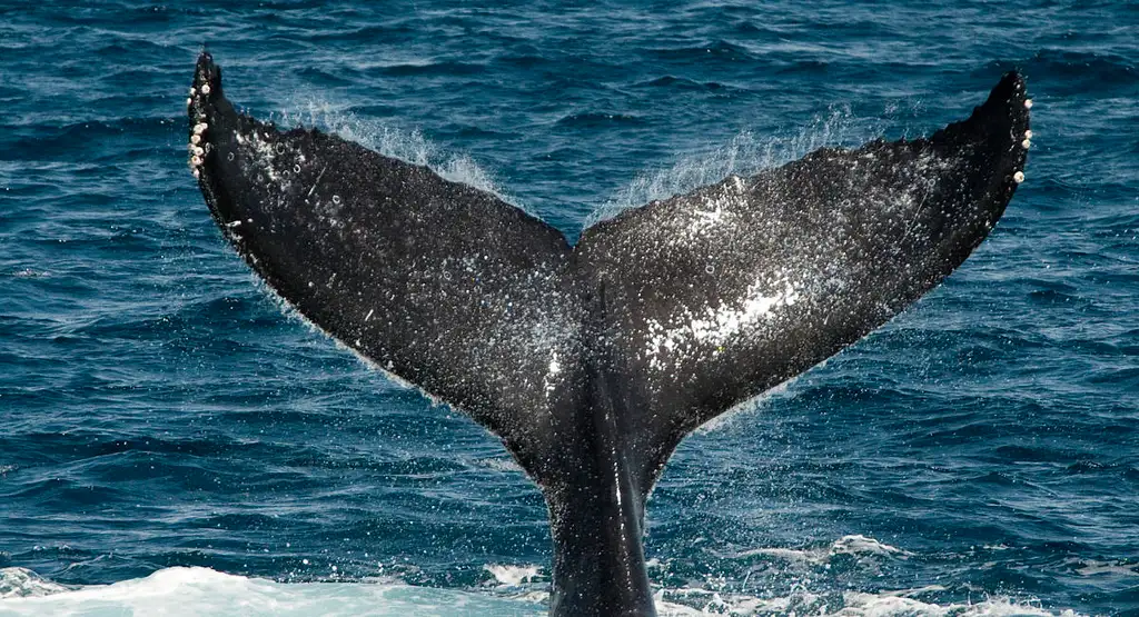 Sydney Whale Watching Experience - Small group