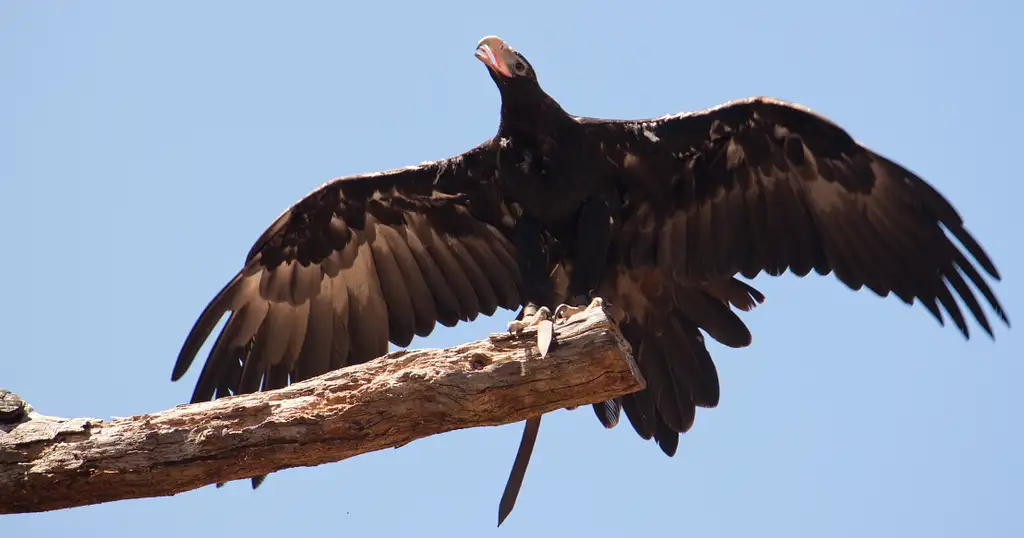 Healesville Sanctuary and Puffing Billy Scenic Bus Tour