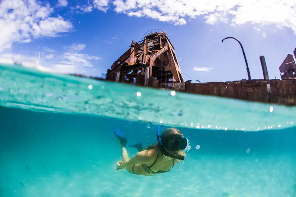 Snorkel the Wrecks Day Cruise  - Option with Wild Dolphin Feeding Upgrade