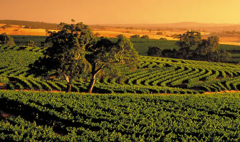 Barossa Valley Wine Full Day Tour From Adelaide