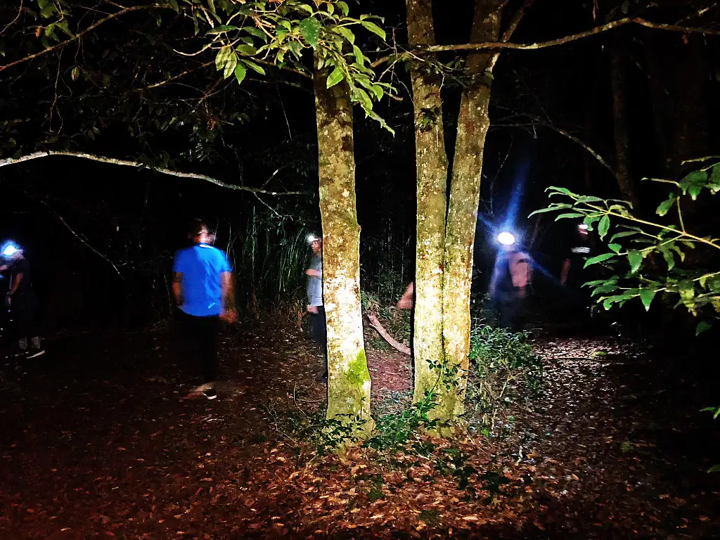 Blue Mountains 4WD Night Adventure & Guided Glow Worm Tour Wildlife Spotlighting