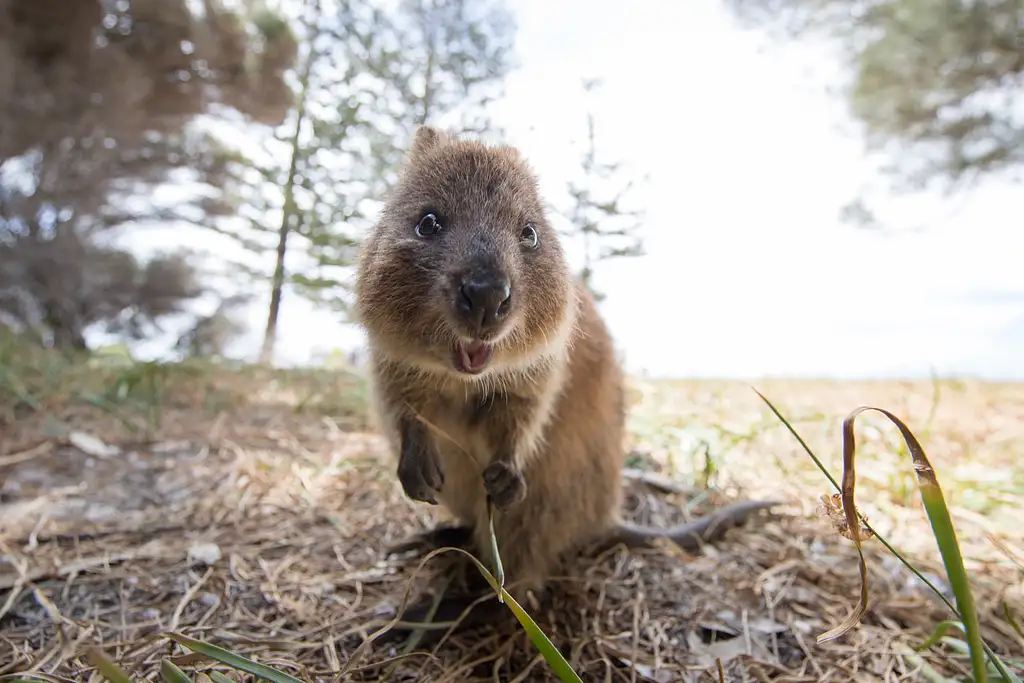 Rottnest Island Bayseeker Package | Ferry & Bus Tour From Perth or Fremantle