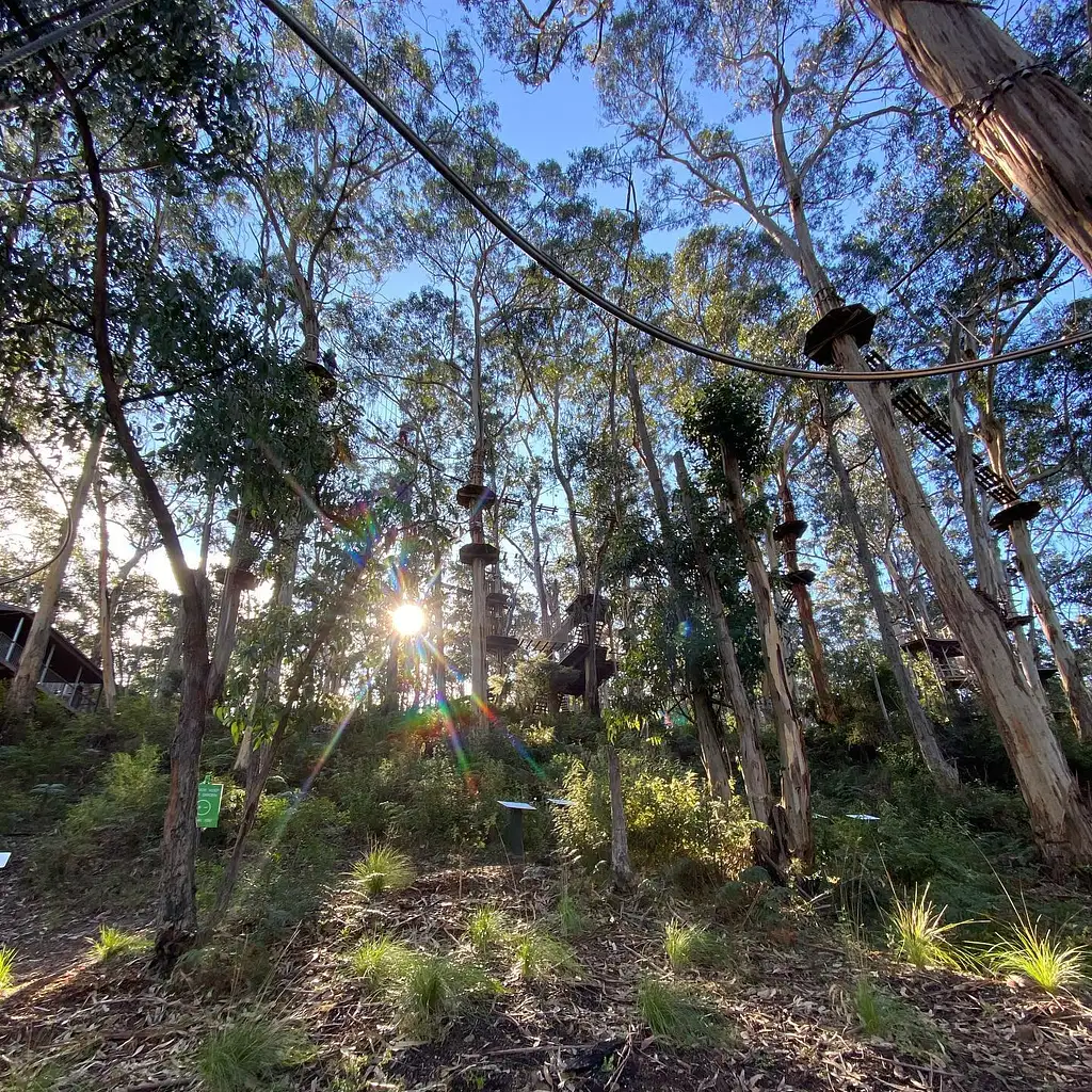 Lorne Super Circuit Treetop Adventure