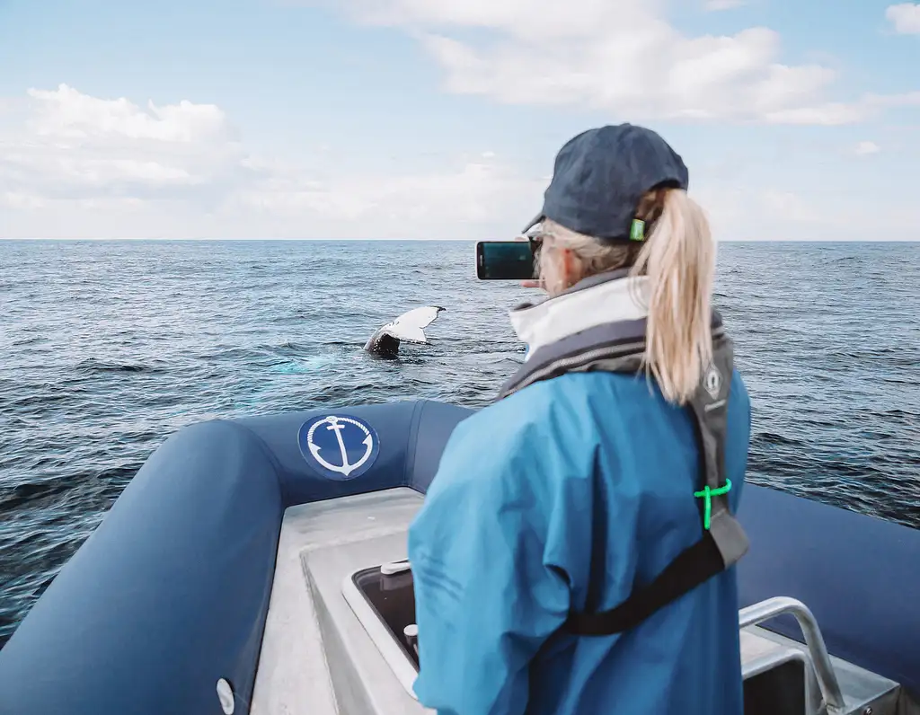 Byron Bay Whale Watching Cruise from Ballina