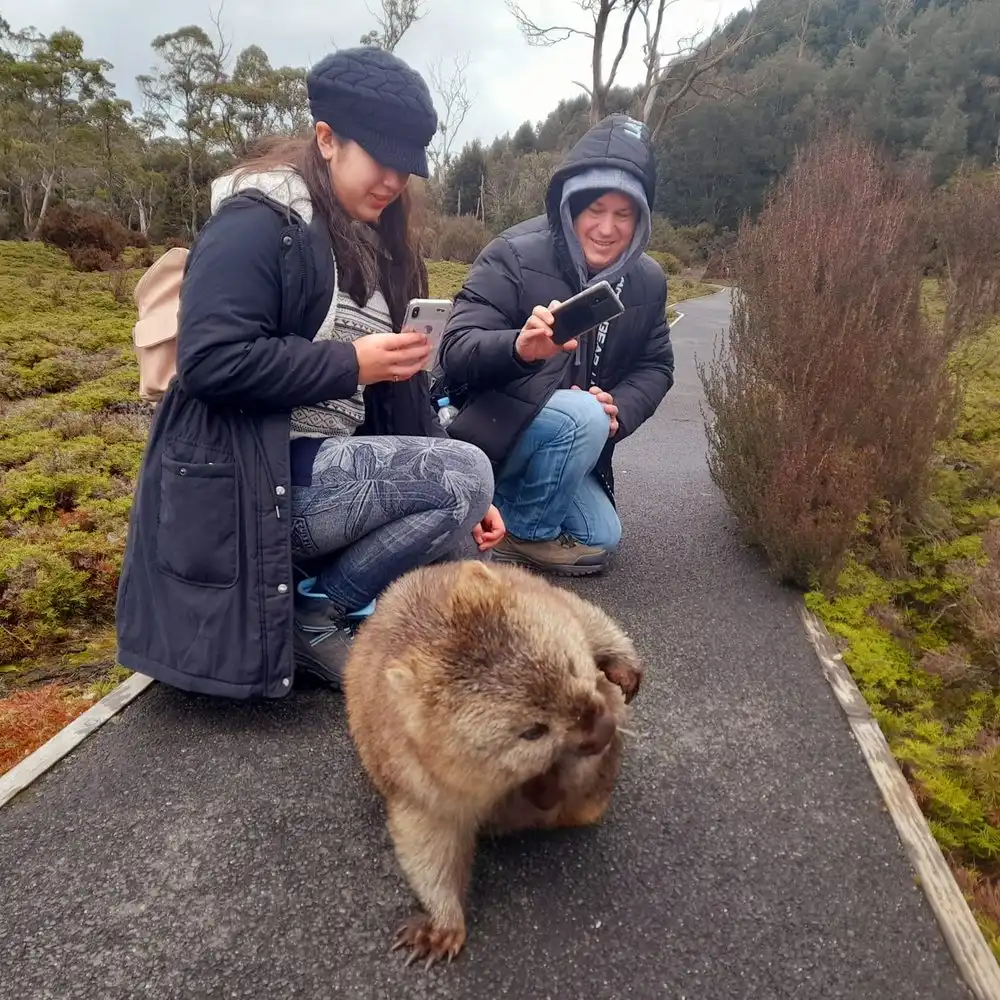 Big Day Out from Hobart to Cradle Mountain - Small Group Tour