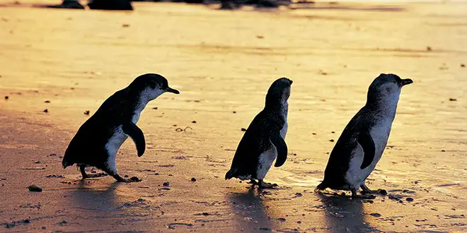 Phillip Island Penguin Parade Tour