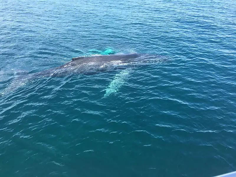 Dunsborough Whale Watching