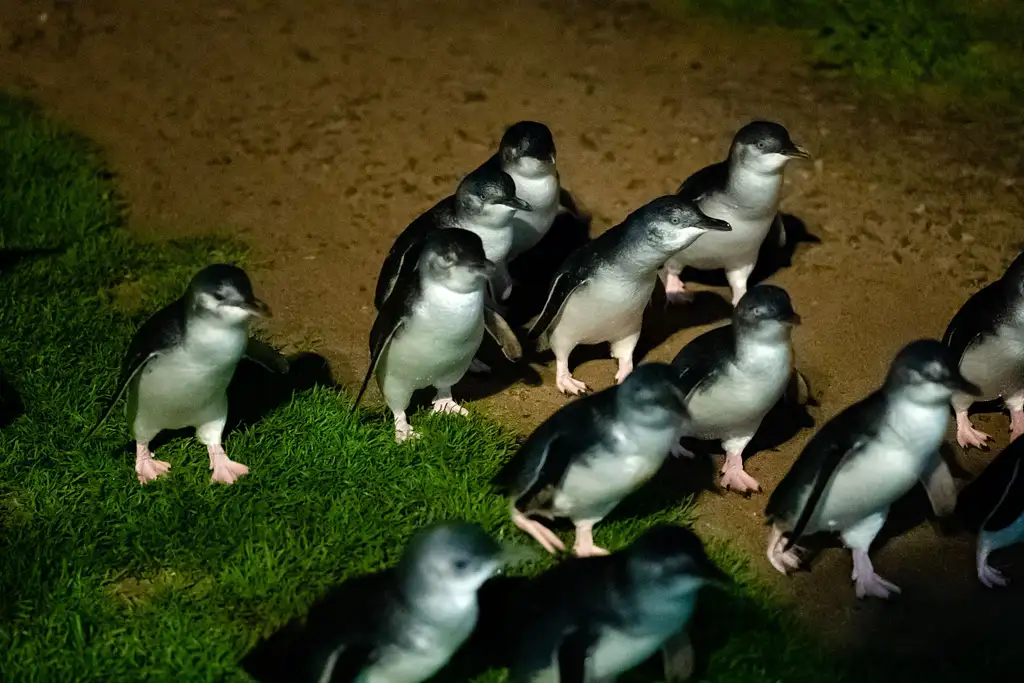 Phillip Island Penguin Parade & Koala Highlights  - Top Rated Wildlife Experience