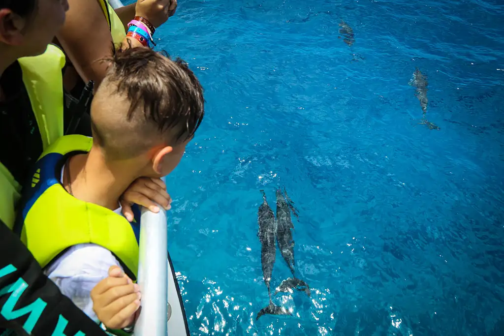 Dolphin watch & Turtle snorkel in Oahu