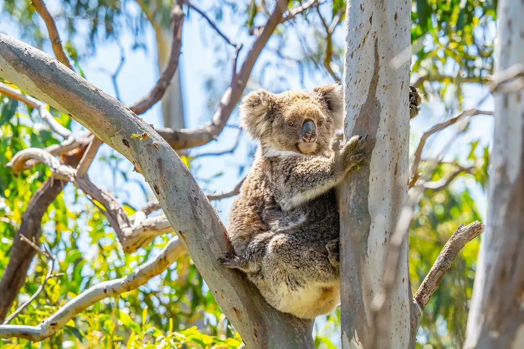 Wildlife, Sightseeing & 4WD Tour | Port Lincoln