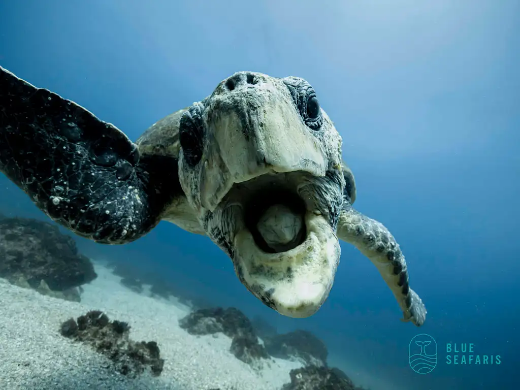 Snorkel with Turtles | Byron Bay Julian Rocks