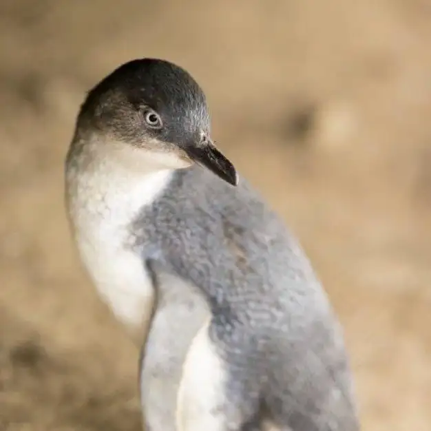 Phillip Island Penguin Parade Small Group Eco Tour (with Brighton Beach Boxes & Moonlit Sanctuary Entry)