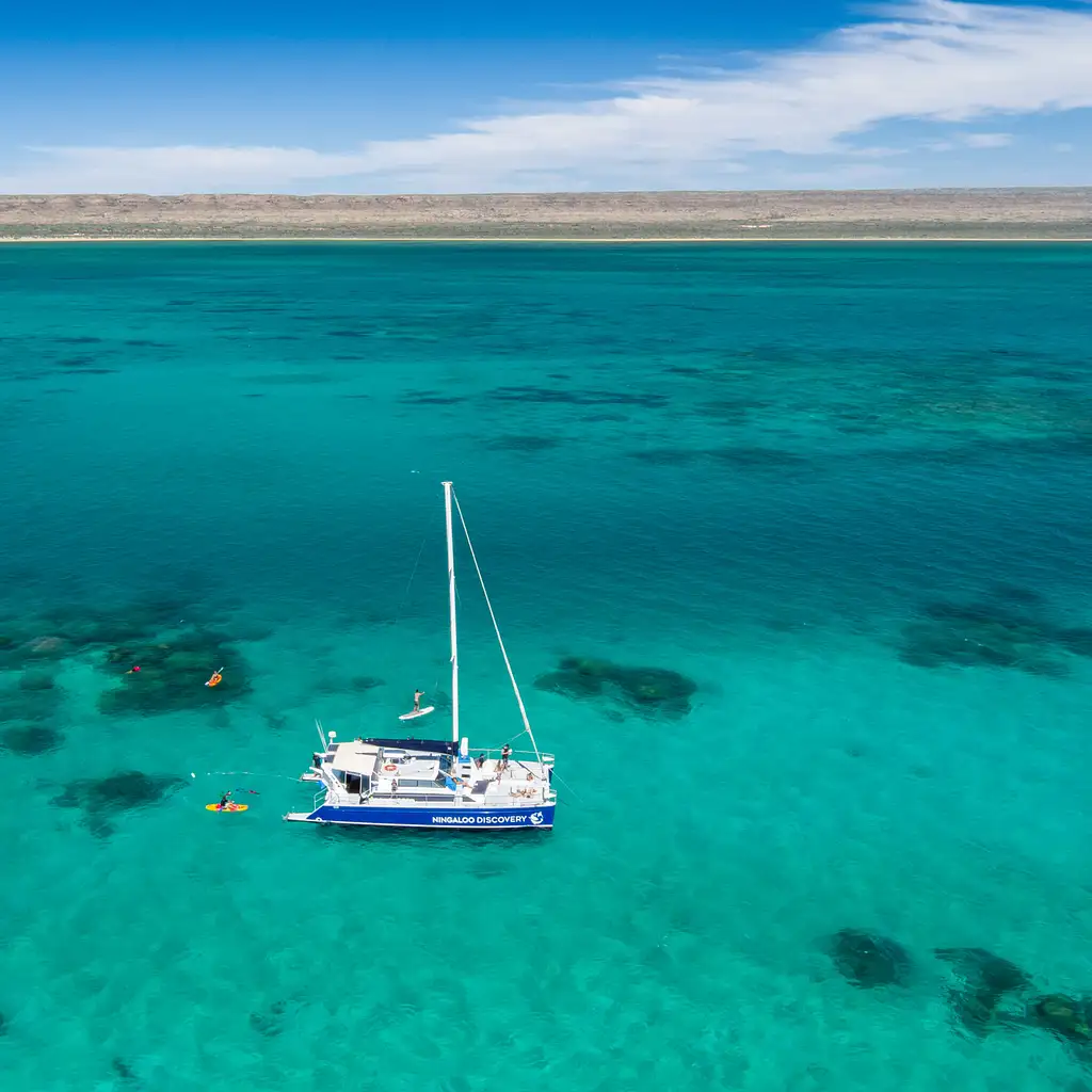 Ningaloo Whale Shark Swim & Eco Tour On A Catamaran (Aug-Oct) | Departing Exmouth