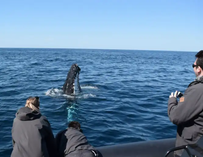 Whale Watching on vessel OSPREY - Circular Quay