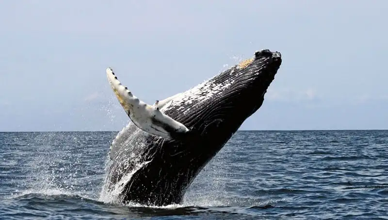 Mooloolaba Whale Watching 2 Hour Experience - Small Group