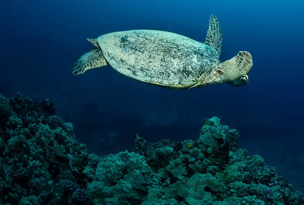 Oahu Night Diving