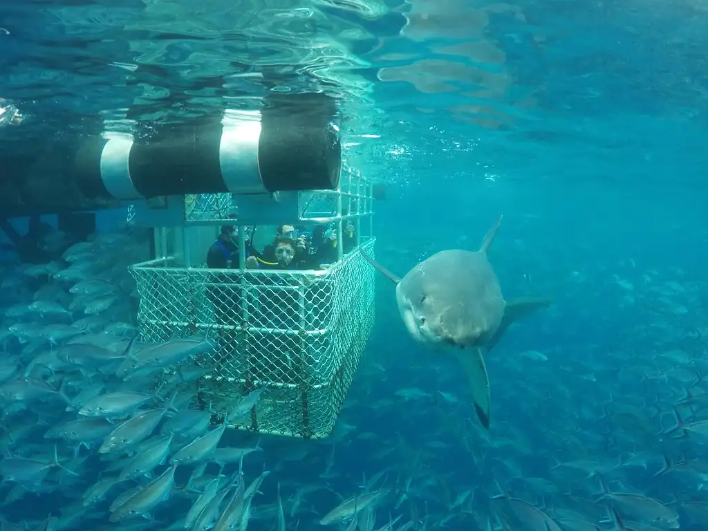 Shark Cage Diving - Port Lincoln